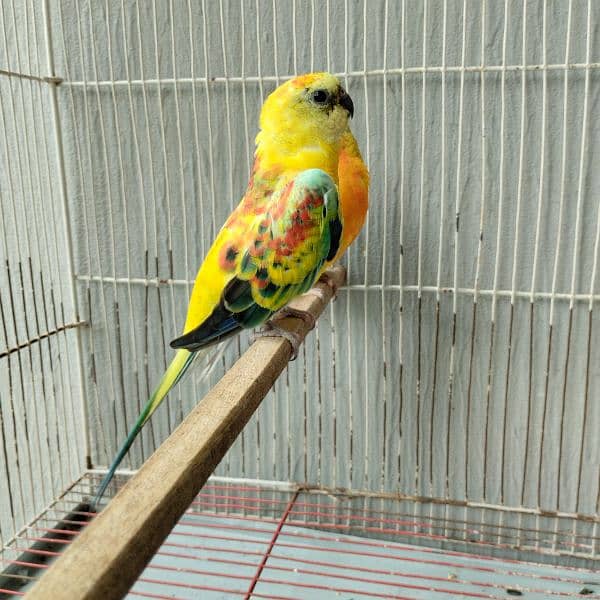 Hand tame love bird/Red Opaline Rump / Cockatiel pair. 6