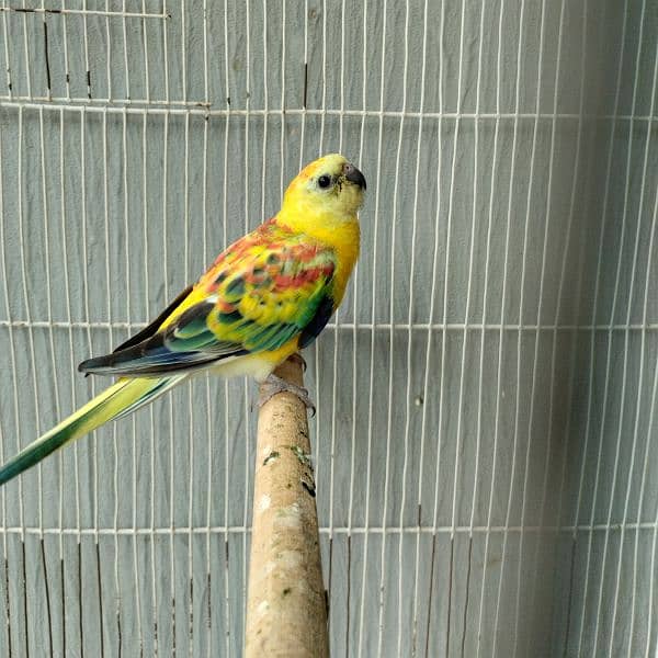 Hand tame love bird/Red Opaline Rump / Cockatiel pair. 7