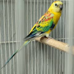 Budgies/Red Opaline Rump/common white Cocktail