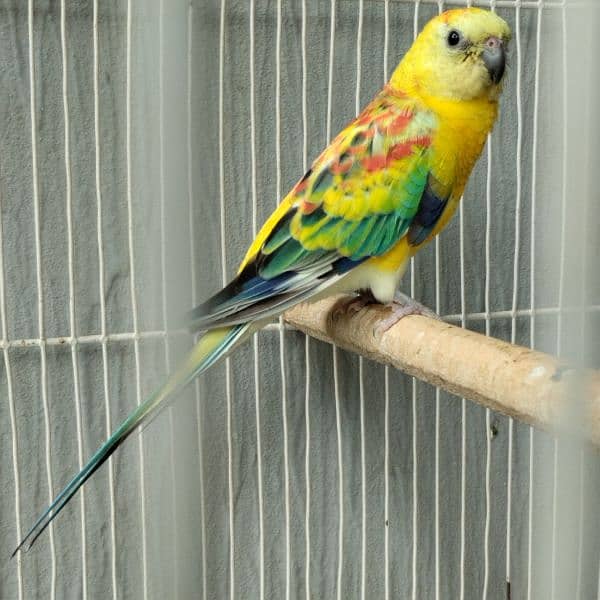 Hand tame love bird/Red Opaline Rump / Cockatiel pair. 5