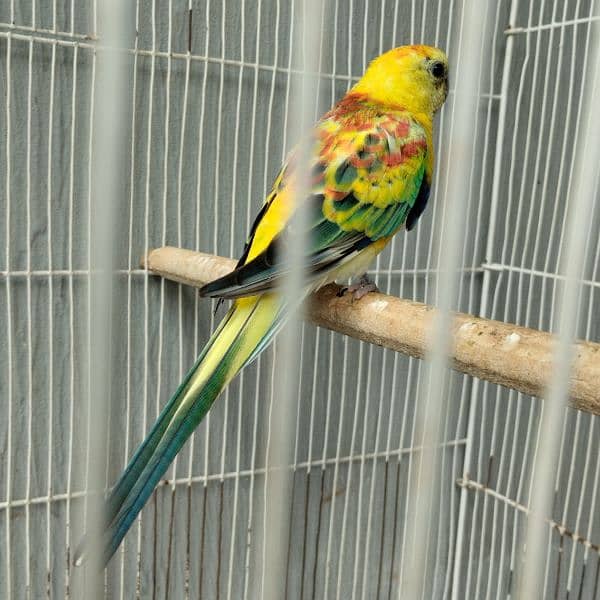 Hand tame love bird/Red Opaline Rump / Cockatiel pair. 8