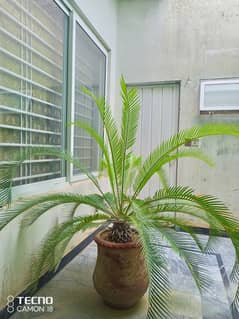 Kangi Palm tree