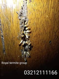 Termites