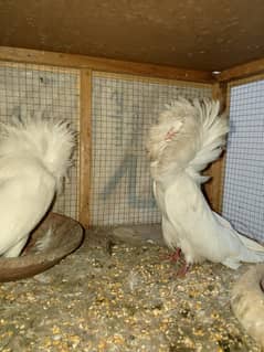 Fancy Pigeones For Sale in Lahore