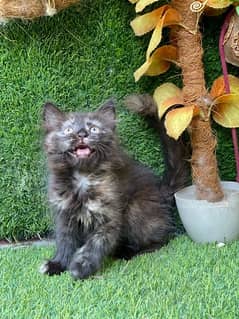 beautiful persian female kitten