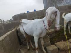 pure gulabi bakri for sale