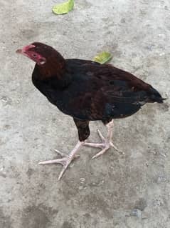 hen male