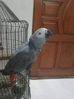 Grey parrot full talking