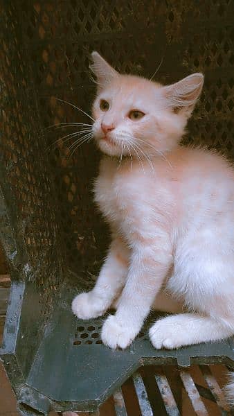 3000 beige color Persian kitten 1