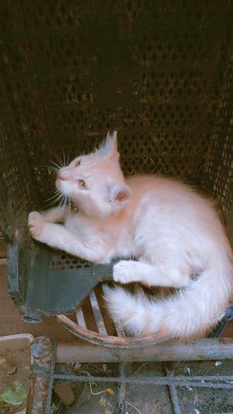 3000 beige color Persian kitten 2