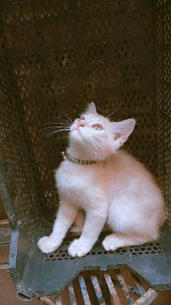 3000 beige color Persian kitten 3