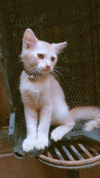 3000 beige color Persian kitten 4