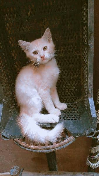 3000 beige color Persian kitten 6