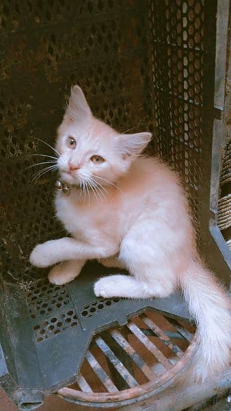 3000 beige color Persian kitten 7