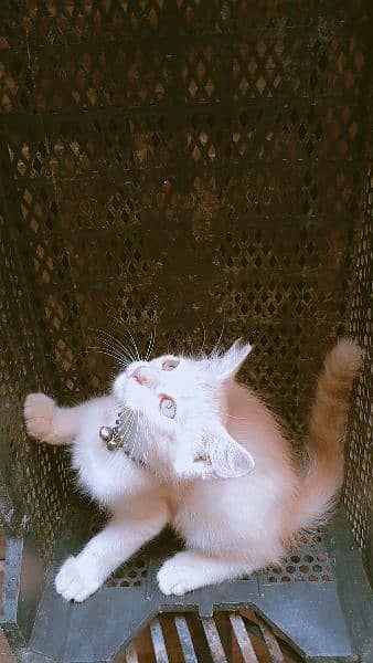 3000 beige color Persian kitten 9