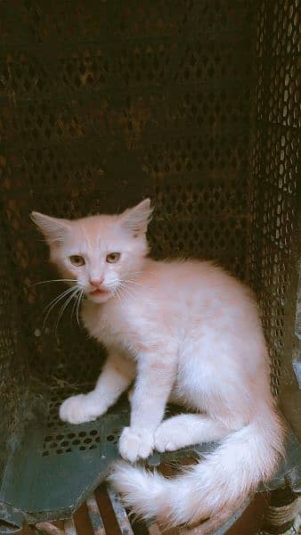 3000 beige color Persian kitten 10