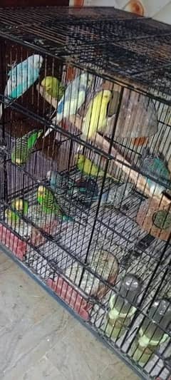 FULL  SETUP ,14 BUDGIES ONE OF THEM ARE KING MALE AND A PAIR OF FISHER