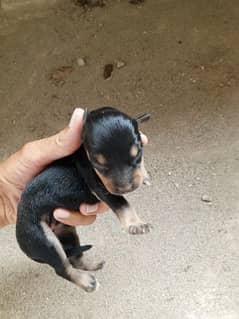 Rottweiler puppy / Male Dog / Rottweiler For sale / puppy