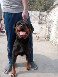Rottweiler Adult female for sale