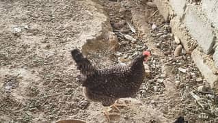 American Rock Plymouth Chicken for sale