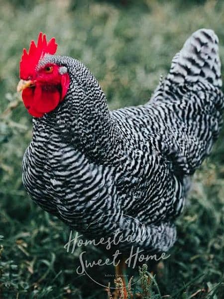 American Rock Plymouth Chicken for sale 1