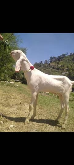 desi goat for sale