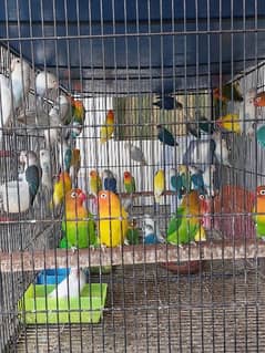 love bird breeder pair for sale 0