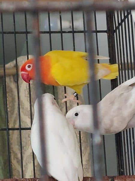 love bird breeder pair for sale 1