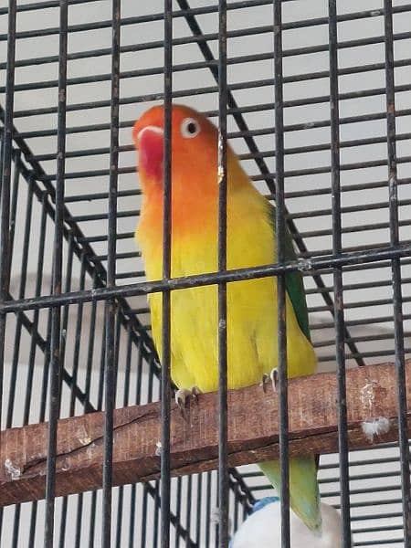 love bird breeder pair for sale 2