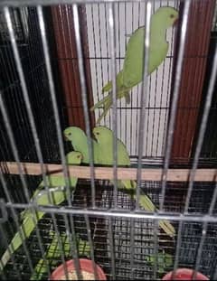 Green parrot for sale 03455231374 whatsapp