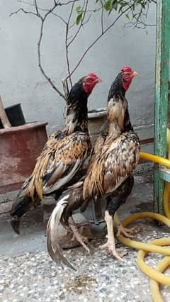 Aseel Desi Hens 2 Brothers Twin Pure
