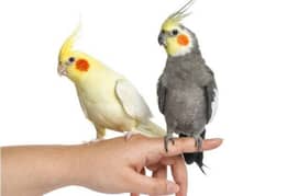 hand tame parrots birds cocktail cockatiel budgies rainbows