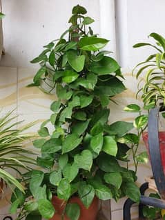 HEALTHY Money plant with pot & rod