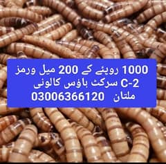 Alive Mealworms and Frass 03006366120