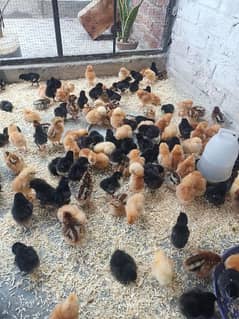 Golden Misri | RIR Chicks | Australorp chicks