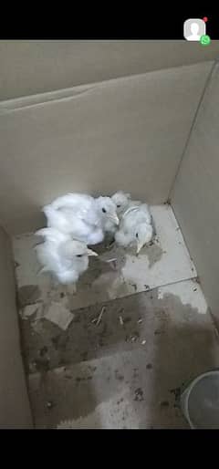 White bantam chick. Assel . polish . silkie. black  bantam rabbit