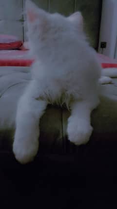 Persian cat/kitten