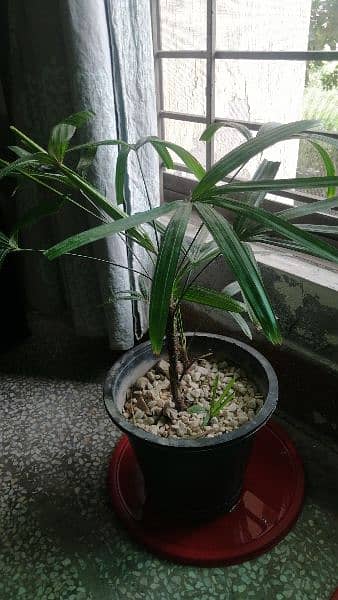 indoor plant 1