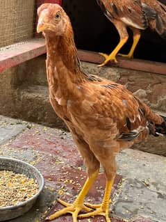 Aseel heera cross chicks for sale