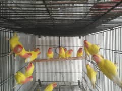 love bird breeder pairs and ready to breed pieces