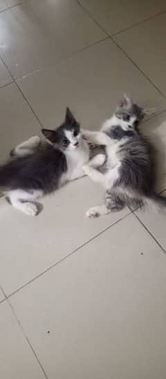 Cute and Healthy kittens available at low prices