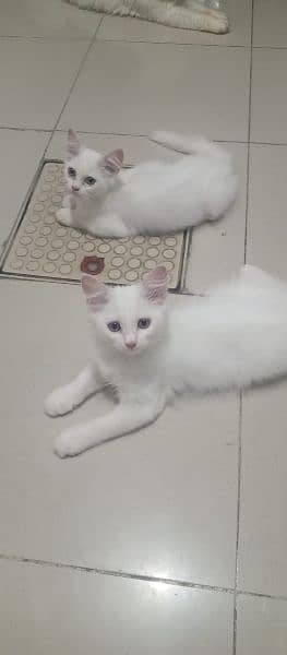 Cute and Healthy kittens available at low prices 1