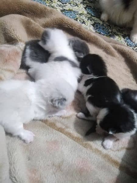 Cute and Healthy kittens available at low prices 5