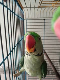Raw Male Parrot 9 month age