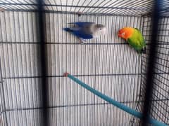 breeder pair for sale 0