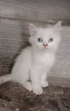 need for sale kitten