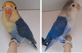 Violet Parblue n Parblue slpit Lovebird for sale.  03116130712