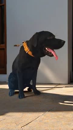 American Labrador Champion bloodline