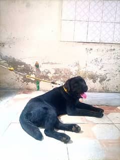 American Labrador Champion bloodline  num 03017165134 kam ho jay ga ok