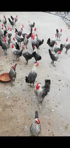 Egyption Fyuomi pure misri chicks for sale